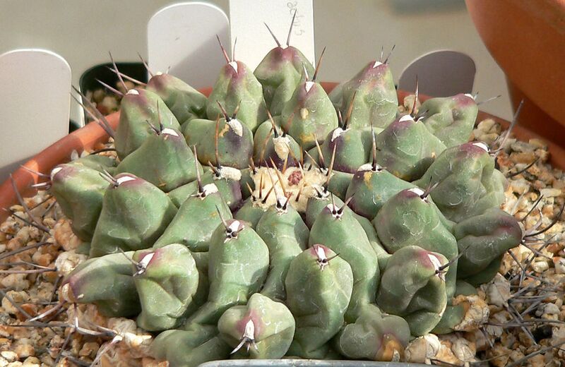 File:1024px-Thelocactus rinconensis 1.jpg