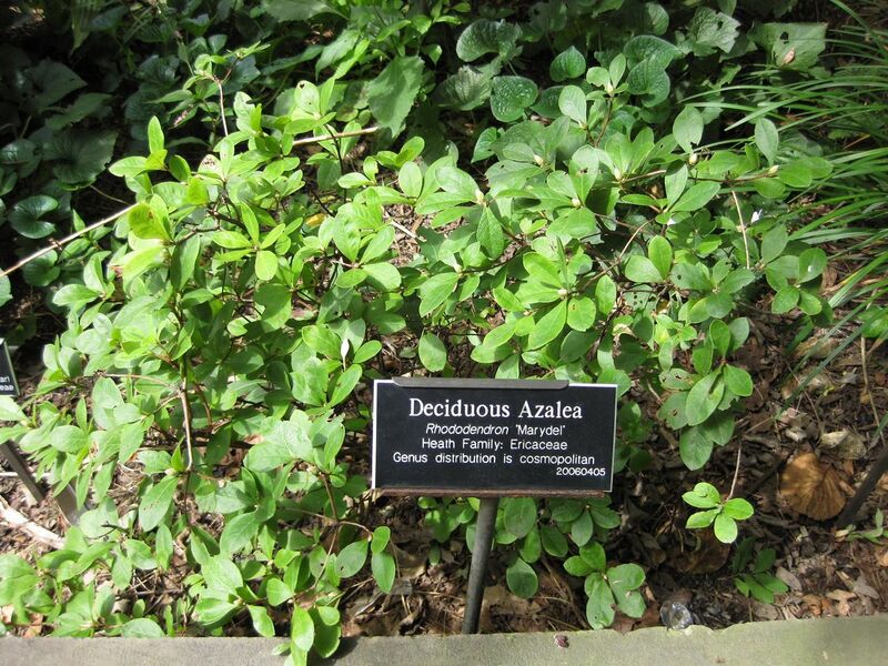 File:1280px-IMG 0709 bbg09.jpg