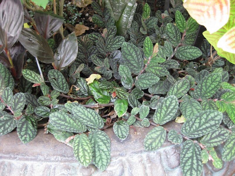 File:1280px-IMG 0968 bbg09.jpg