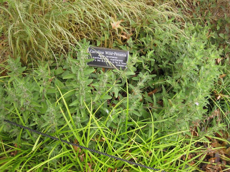 File:1280px-IMG 1430 bbg09.jpg