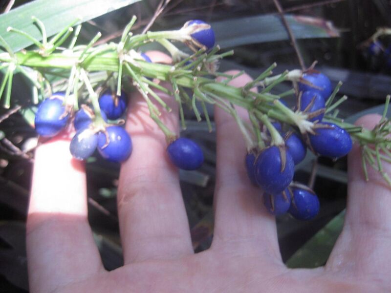 File:1280px-IMG 2045 hunt0903.jpg