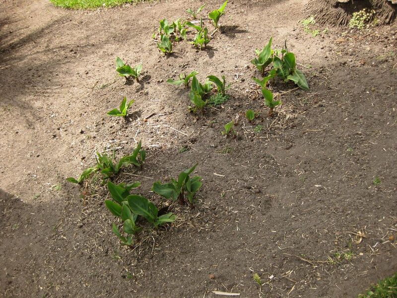 File:1280px-IMG 4105 hunt0904.jpg