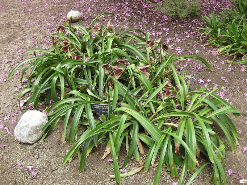 File:1280px-IMG 5049 hunt0904.jpg