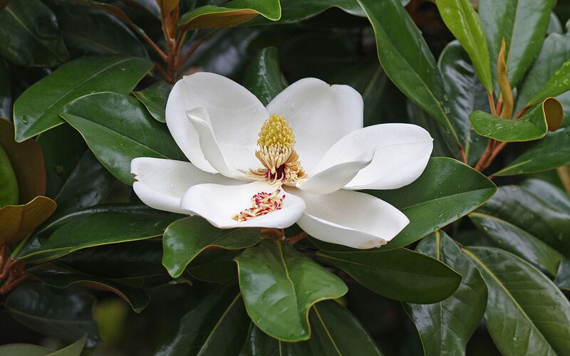 File:1280px-Magnolia flower Duke campus.jpg