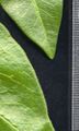 Thumbnail for version as of 10:24, 29 April 2025