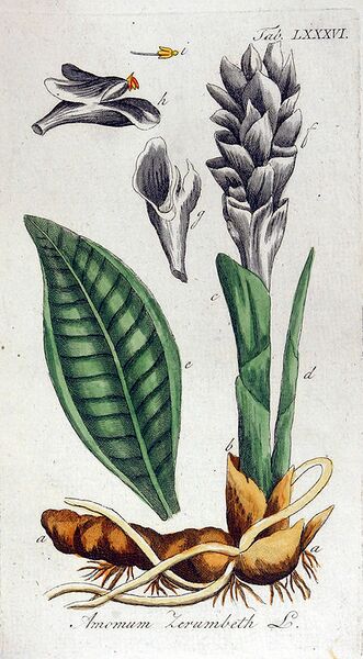 File:424px-Amomum Zerumbeth Ypey86.jpg