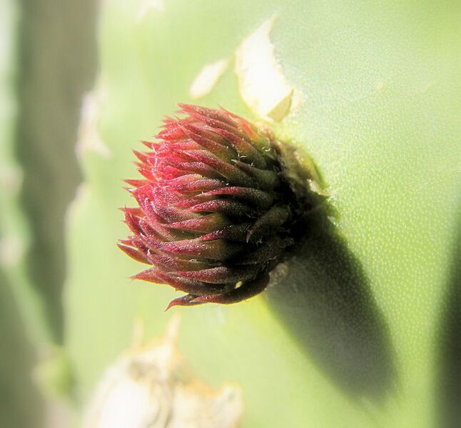 File:828px-Prickly pear leaf bud.JPG