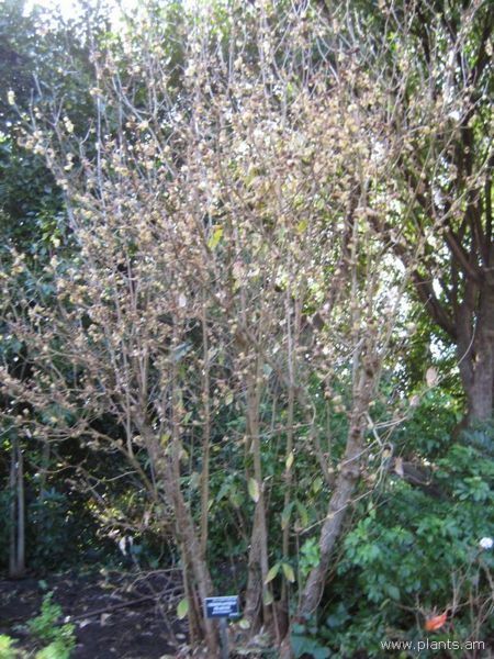 File:Chimonanthus praecox-wintersweet-IMG 7290 sfbg0308.jpg