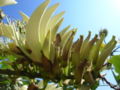 Flowers of cultivar 'Alba'