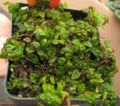 Ficus pumila - minima