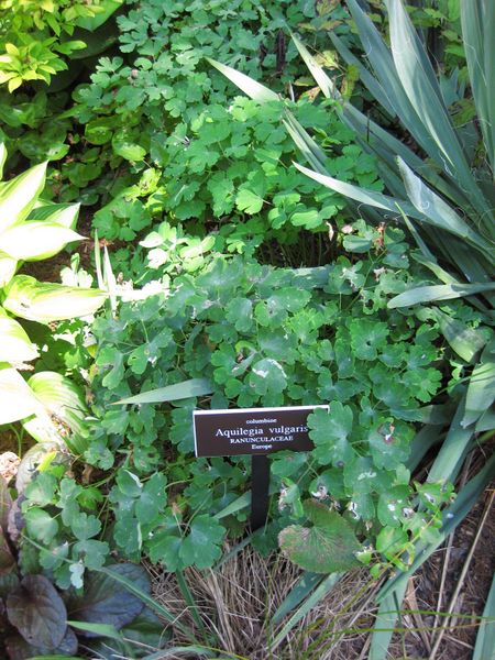 File:IMG 0099 nybg09.jpg