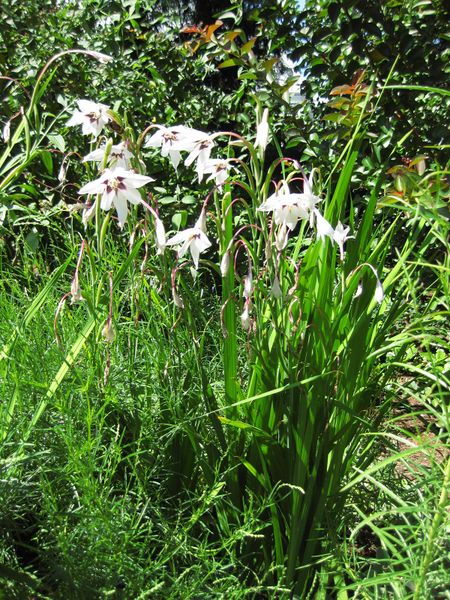 File:IMG 0320 nybg09.jpg
