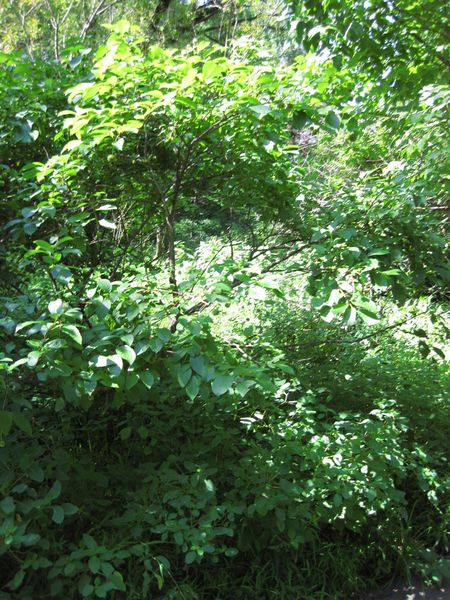 File:IMG 0345 nybg09.jpg