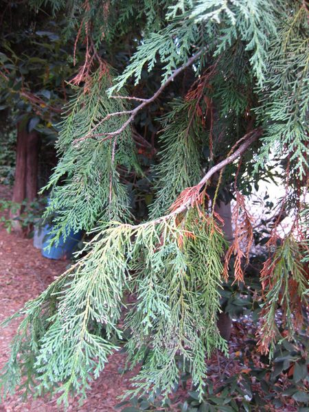 File:IMG 2529 ucla09.jpg