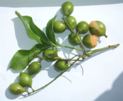 Mamoncillo leaf and fruit