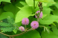 Thumbnail for version as of 04:01, 14 June 2007