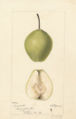 'Sudduth' pear - watercolor 1895