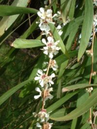 Flowers of A. flexuosa
