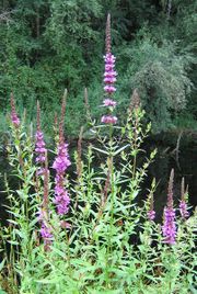 Purple loosestrife