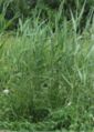 Reed growth in early summer