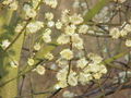 Thumbnail for version as of 05:49, 17 November 2007