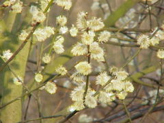 Goat Willow male catkins