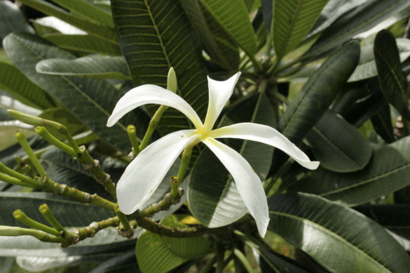 File:White Plumeria-5963.jpg