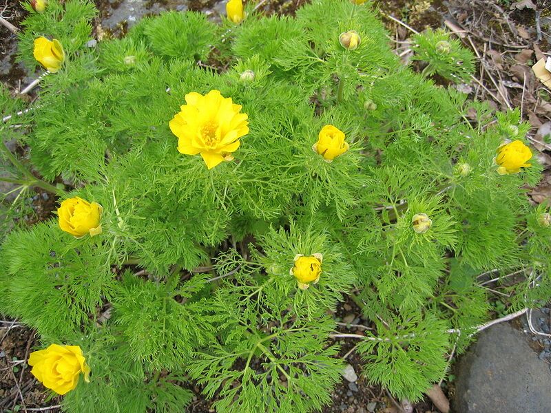File:1024px-Adonis pyrenaica Brekkugoði.jpg