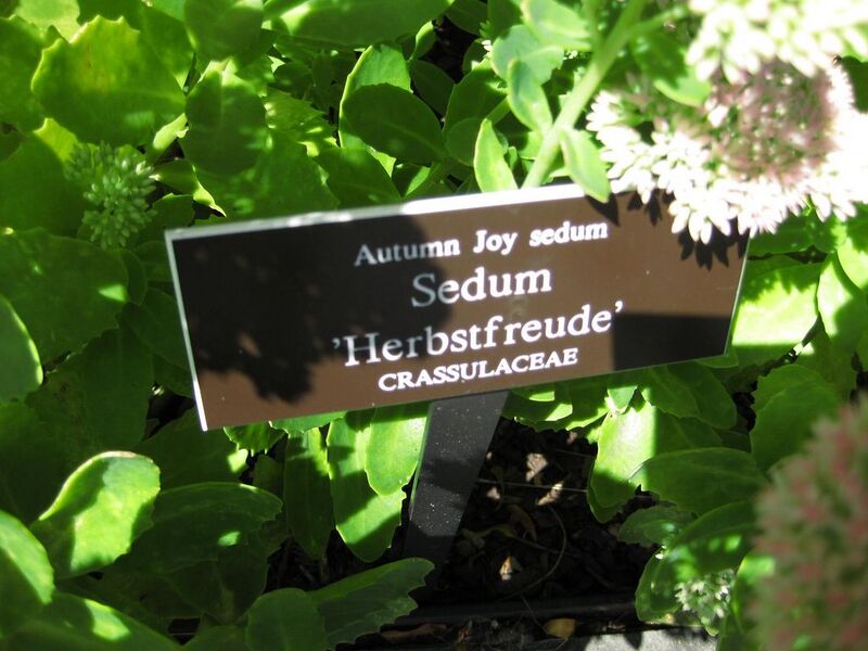File:1024px-IMG 0059 nybg09.jpg