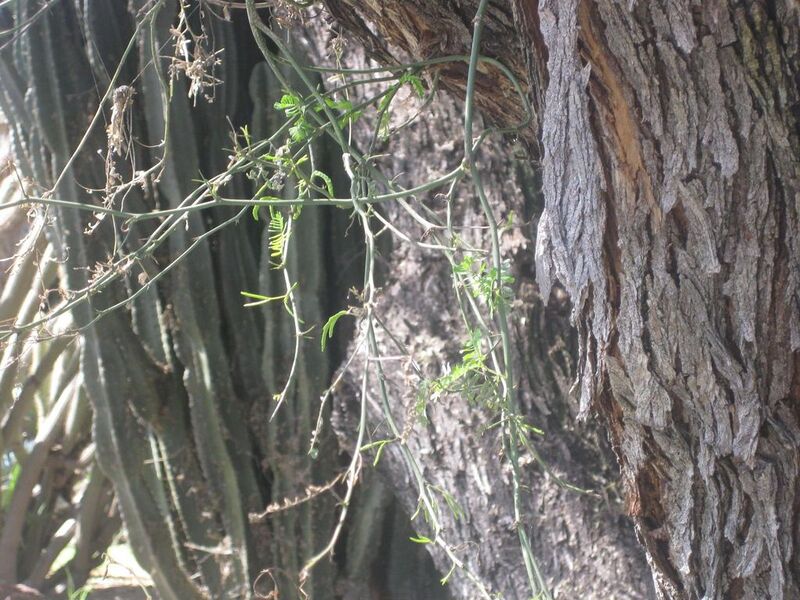 File:1024px-IMG 2353 hunt0903.jpg