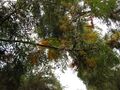 Thumbnail for version as of 09:37, 29 April 2025