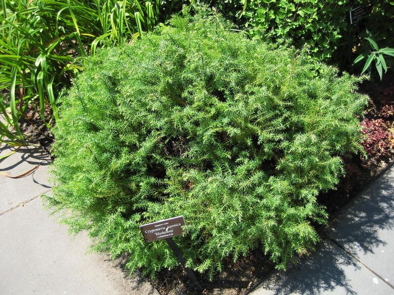 File:1280px-IMG 0109 nybg09.jpg