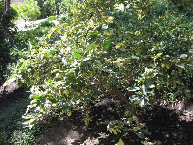 File:1280px-IMG 1879 hunt09oct.jpg