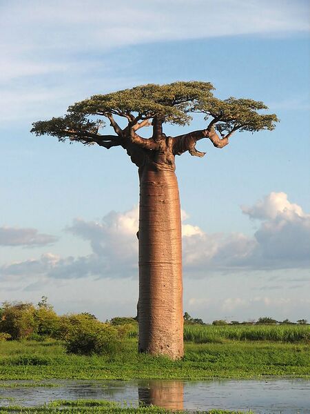 File:576px-Adansonia grandidieri04.jpg