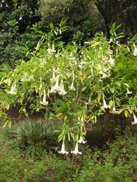 File:576px-IMG 7045 hunt09jun.jpg