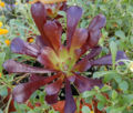 Thumbnail for version as of 18:00, 3 January 2009