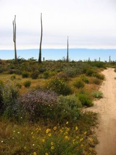 Three Boojum or Cirio trees in the central Baja desert.