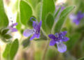 Thumbnail for version as of 20:57, 9 October 2008