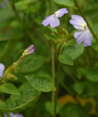 Browallia americana