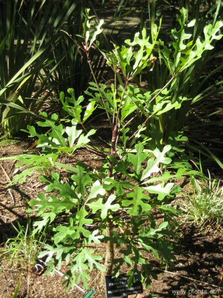 File:Cussonia paniculata-ssp.sinuata-mountain cabbage-IMG 8010 sfbg0308.jpg
