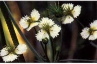 D. californicum