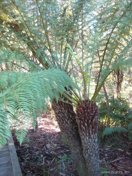 File:Dicksonia antarctica-tasmanian tree fern-IMG 6995 sfbg0308.jpg