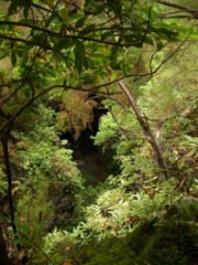 Laurus novocanariensis forest