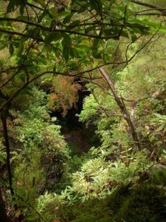 Laurus novocanariensis forest, Los Tilos, La Palma