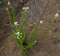 Thumbnail for version as of 05:24, 3 October 2007