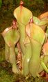 Thumbnail for version as of 10:16, 5 May 2007