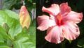 At left, a flower emerges from a bud. At right, the same flower less than 18 hours later.