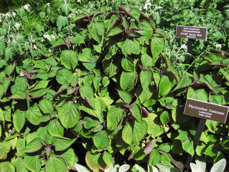 File:IMG 0152 nybg09.jpg