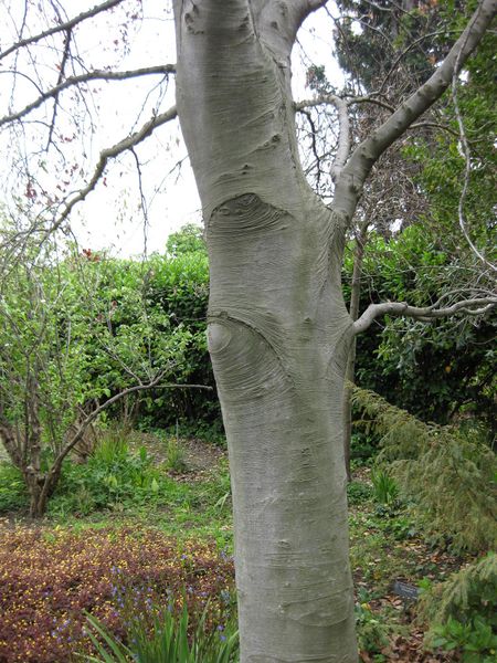 File:IMG 5212 hunt0904.jpg