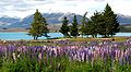 Lupin population